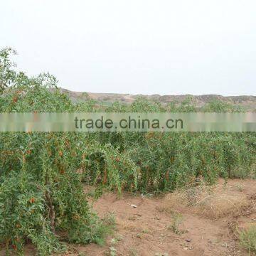 Goji natural poduct in Ningxia,China