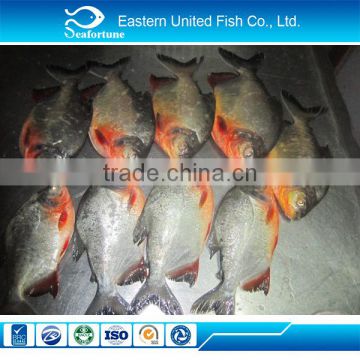 chinese sea export fresh seafood