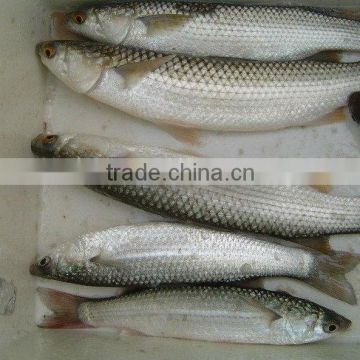 Frozen grey mullet with cheap price