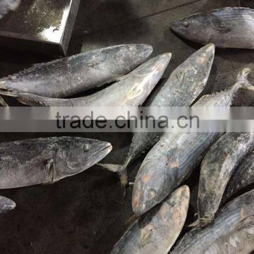 Fish bonito tuna frozen eastern little tuna 750G+ for sale