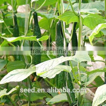 china hybrid cucumber seeds SXC No.9