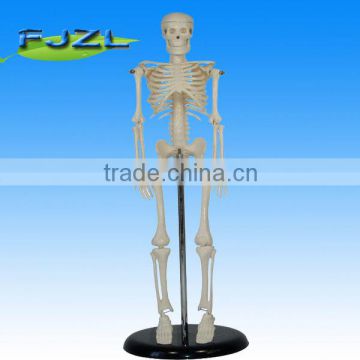 model of human skeleton(85cm) person model