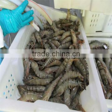 seafood and farm white shrimp