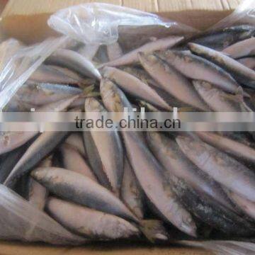China local frozen mackerel