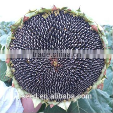 black sunflower seeds in shell S3068