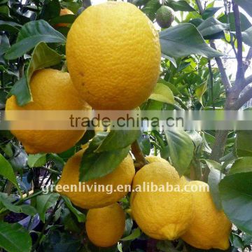 2014 new citrus fruit orange