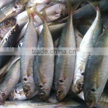 Horse Mackerel Trachurus Trachurus