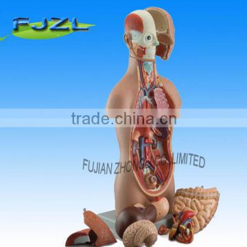 mini medical human body Sexless torso model