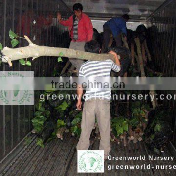 Ficus Nitida trees loading container
