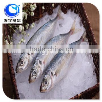 china frozen seafood big/small eyes scad fish