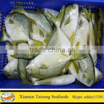 On Sale Golden Pompano Frozen Fish with best price and premium quality