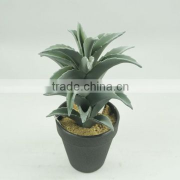 10.5" Factory Cheap Aloe Plants Bonsai For Decoration