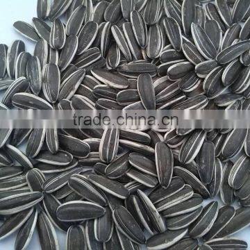 chinese new crop 5009 sunflower seed hot sale