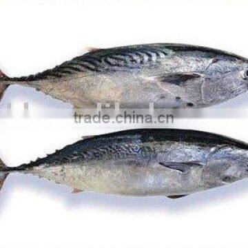 frozen skip jack tuna, bonito tuna, bullet mackerel , bomb fish, stripe tuna