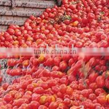 28-30 brix tomato paste packing in aseptic drums