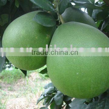 Fresh honey Pomelo price