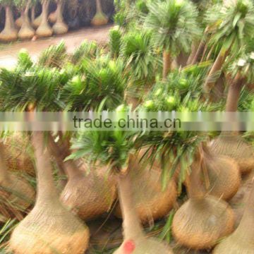 Nolina recurvata trees for shipment