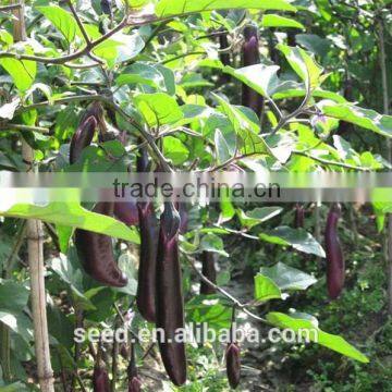 high yield new-bred eggplant seeds SXE No.5