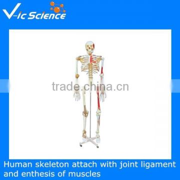 Human Medical flexible skeleton,human artificial skeleton