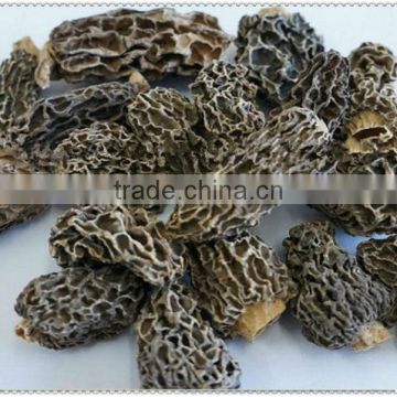 wild top quality fresh morel mushrooms