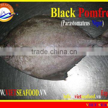 W/R FROZEN BLACK POMFRET