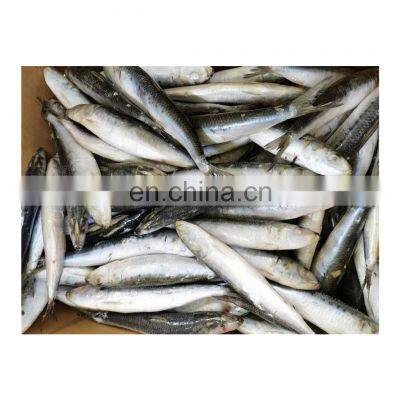 Single frozen sardine for fishing bait pilchard