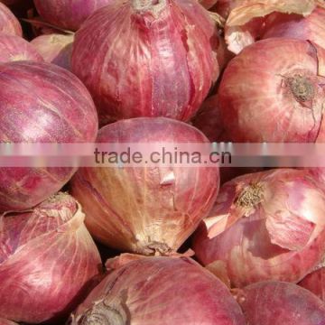 New Onion Crop from Pakistan