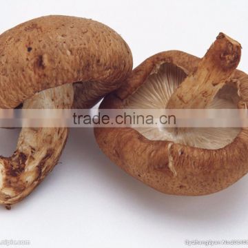 Professional Manufacturer Supply Shiitake Mushroom Extract Powder