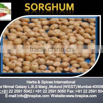 Sorghum