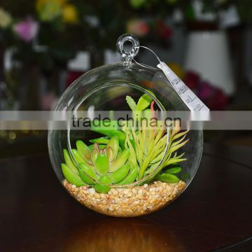 We Export Succulent Plants Geometric Glass Terrarium Wholeasle