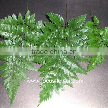 Top Quality Fern Plant For Hotel Living Room Fern Leaf