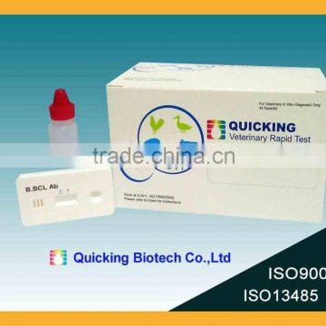 One step Bovine Brucella Antibody Test (Brucella test/ lateral flow immunoassay/ ISO9001, 13485 certified)