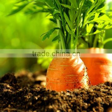 Export standard Fresh vegetable Carrot Grade A
