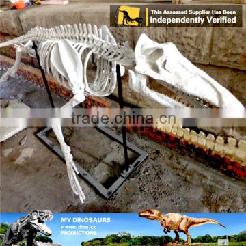 MY Dino-C059 Artificial fiberglass whale skeleton for sale