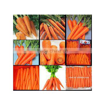 2014 new fresh carrot