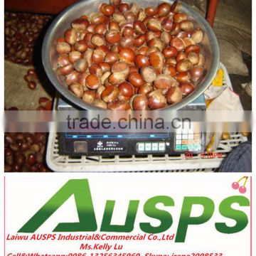 2014 crop Chinese fresh chestnut
