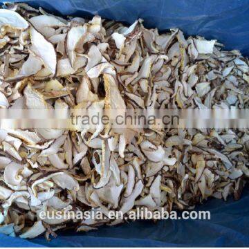 non-polluted shiitake mushroom