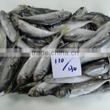 Frozen fish Frozen horse mackerel 110--130