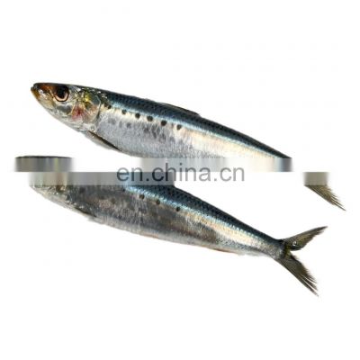 OEM style IQF frozen sardine fish for export