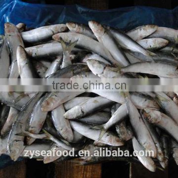 wholesale small size frozen sardina fish