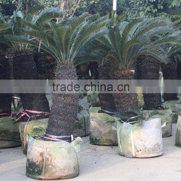 Outdoor decorative cycas revoluta with lowest price
