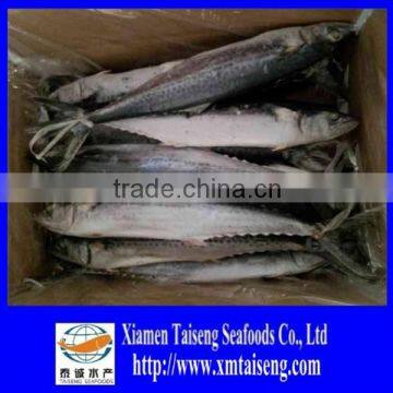 2015 high quality of spanish mackerel fish supplied