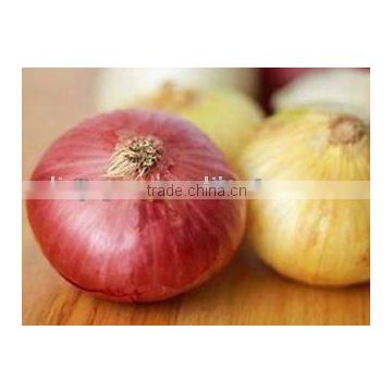 Various Onion