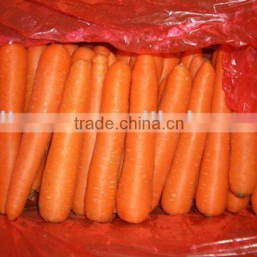 18 cm fresh red carrot