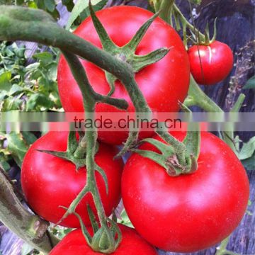 Chinese early maturity hybrid seeds red tomato seeds vegetable seeds best quality for greenhouse