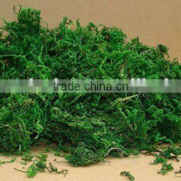 natural dried green moss