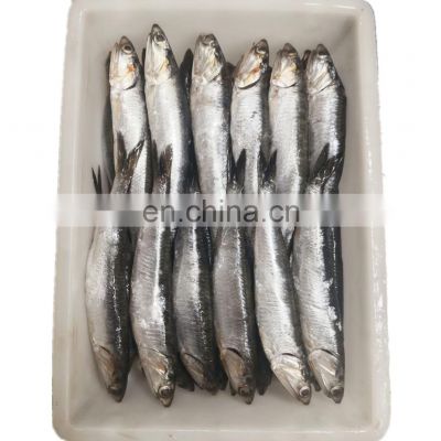 Good quality frozen anchovy fish block for export