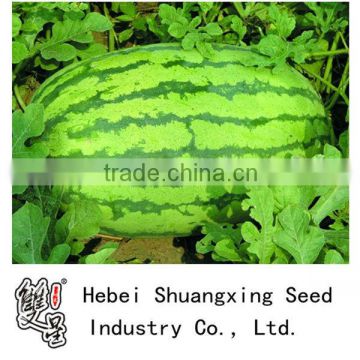 Emperor 2 high yield good quanlity hybrid watermelon seeds