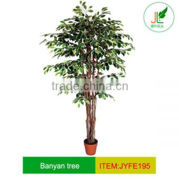 Variegated ficus tree with twisted branches