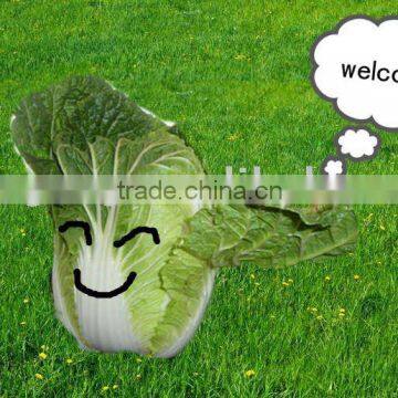 FRESH GREEN CABBAGE (CARTONS)